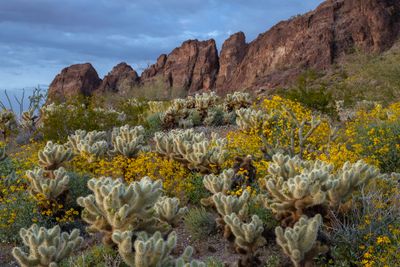 AZ - Kofa Mtns Cholla Brittlebush 3.jpg