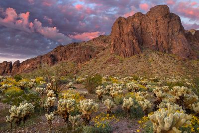 AZ - Kofa Mtns Cholla Brittlebush 4.jpg