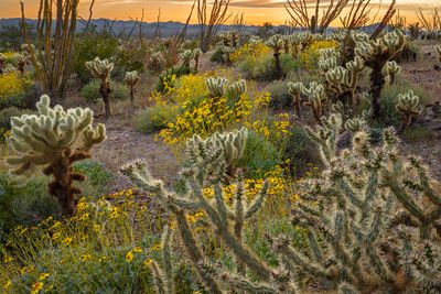 AZ - Kofa Mtns Cholla Brittlebush backlit 1.jpg