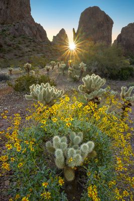 AZ - Kofa Mtns Cholla Brittlebush backlit 2.jpg