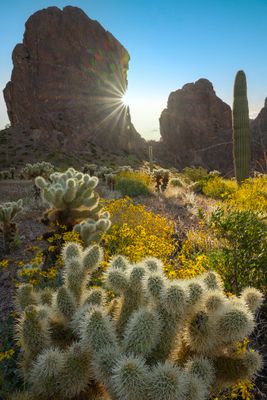 AZ - Kofa Mtns Cholla Brittlebush backlit 3.jpg