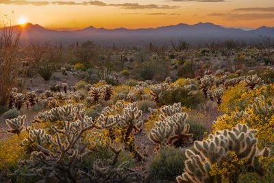 AZ - Kofa Mtns Cholla Brittlebush backlit 4.jpg