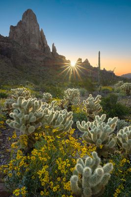 AZ - Kofa Mtns Cholla Brittlebush backlit 5.jpg