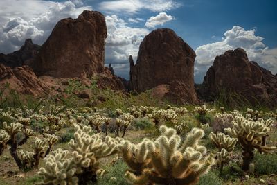 AZ - Kofa Mtns Chollas.jpg