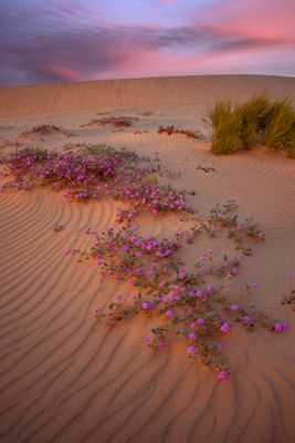 CA - Algodones Sand Dunes.jpg