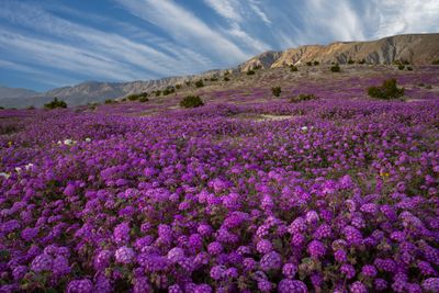 CA - Anza Borrego SP Verbena 1.jpg