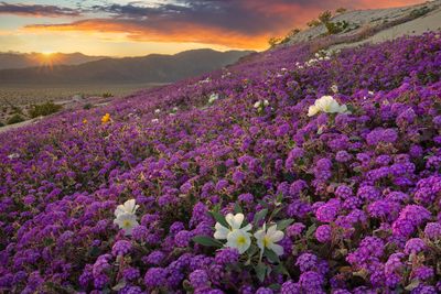 CA - Anza Borrego SP Verbena and Dune Evening Primrose 1.jpg