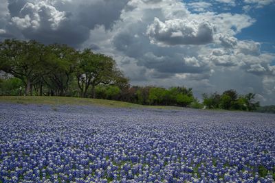 TX - Grelle Recreation Area Lupine 2.jpg