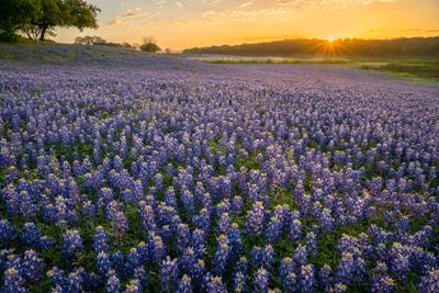 TX - Grelle Recreation Area Lupine 3.jpg