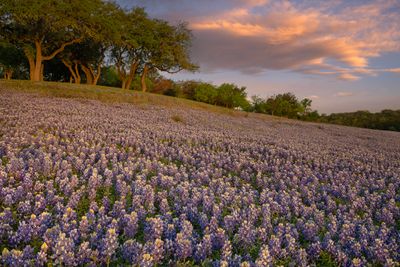 TX - Grelle Recreation Area Lupine 4.jpg