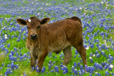 TX - Longhorn Steer baby in Lupine.jpg