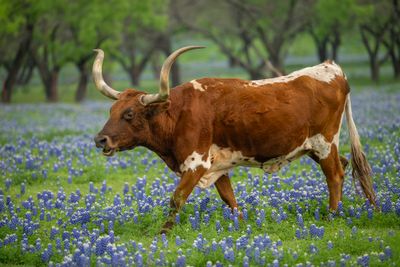 TX - Longhorn Steer in Lupine 1.jpg