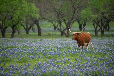 TX - Longhorn Steer in Lupine 2.jpg
