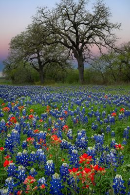 TX - Lupine and Paintbrush 1.jpg