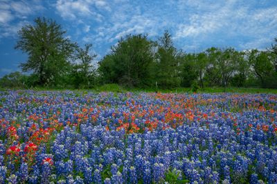 TX - Lupine and Paintbrush 2.jpg
