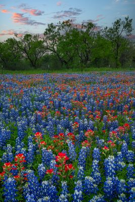 TX - Lupine and Paintbrush 3.jpg