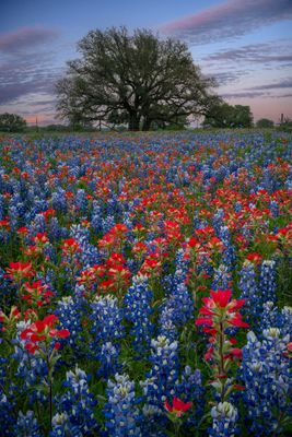TX - Lupine and Paintbrush 4.jpg