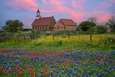 TX - Lupine and Paintbrush Church.jpg