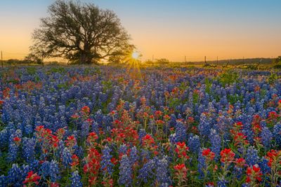 TX - Lupine and Paintbrush Sunstar.jpg