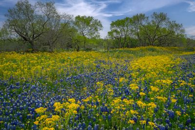 TX - Mixed Wildflowers 1.jpg
