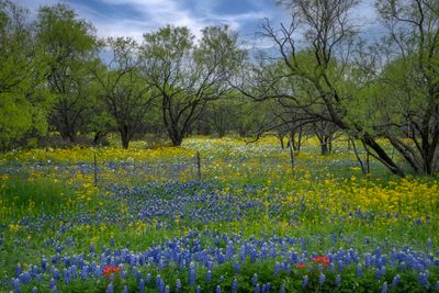 TX - Mixed Wildflowers 2.jpg