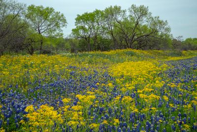 TX - Mixed Wildflowers 3.jpg