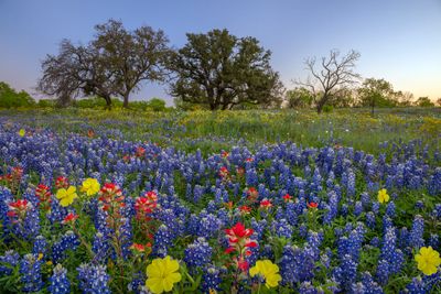 TX - Mixed Wildflowers 4.jpg