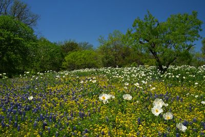 TX - Mixed Wildflowers 5.jpg