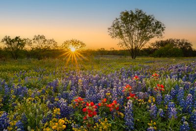 TX - Mixed Wildflowers 6.jpg
