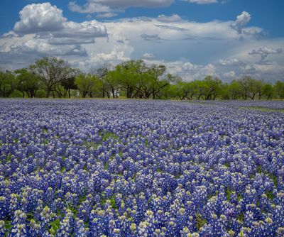 TX - Muleshoe Bend Lupine 1.jpg