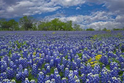 TX - Muleshoe Bend Lupine 2.jpg