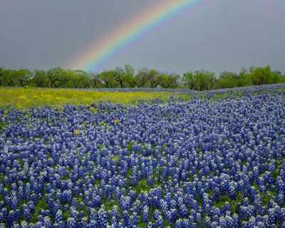 TX - Muleshoe Bend Lupine Rainbow.jpg