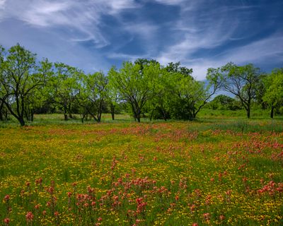 TX - Paintbrush Black Eyed Susan Wildflowers.jpg