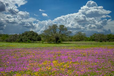 TX - Phlox Ragwort Wildflowers.jpg