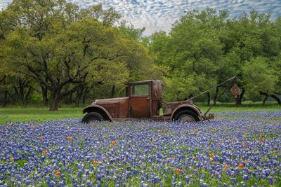 TX - Rusty Truck Lupine Field.jpg