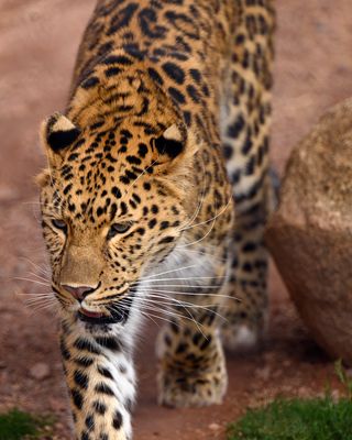 Amur Leopard 1.jpg