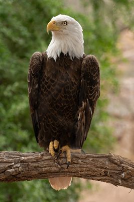 Bald Eagle 1.jpg