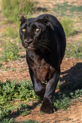 Black Panther 1.jpg