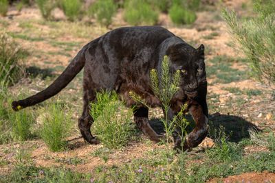 Black Panther 2.jpg