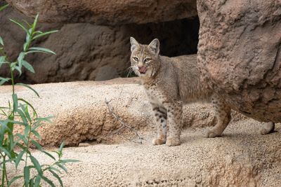 Bobcat 1.jpg