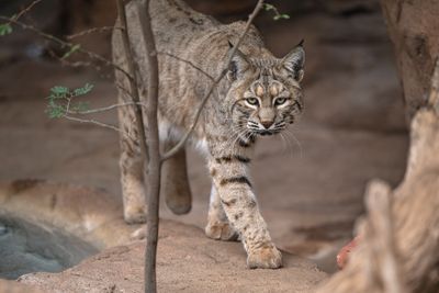 Bobcat 2.jpg