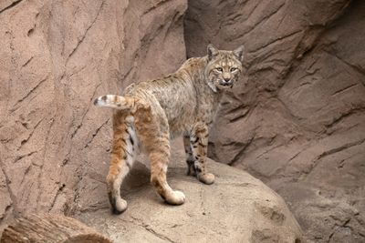 Bobcat 3.jpg
