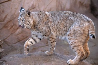 Bobcat 5.jpg