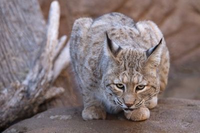 Bobcat 7.jpg