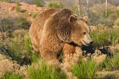 Brown Bear 1.jpg