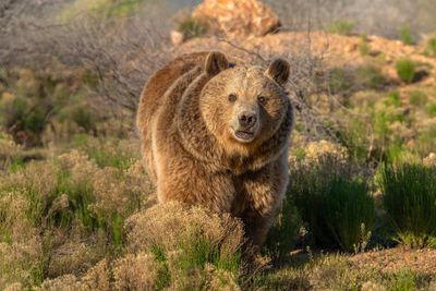 Brown Bear 2.jpg