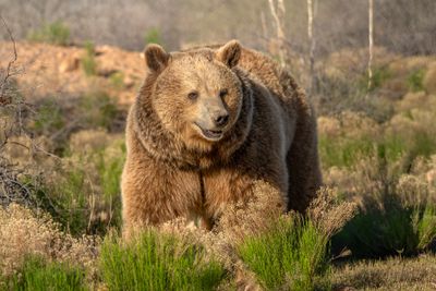 Brown Bear 3.jpg