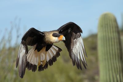 Caracaras Falcon 1.jpg
