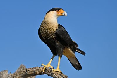Caracaras Falcon 2.jpg