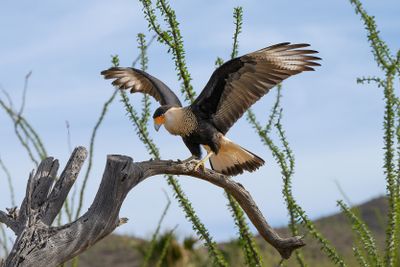 Caracaras Falcon 3.jpg